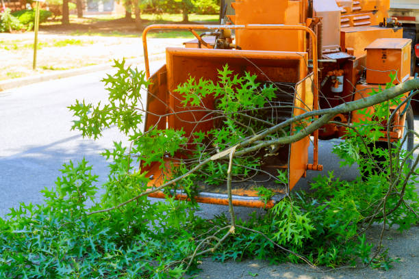 Best Affordable Tree Service  in USA